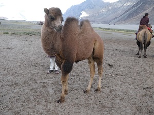 Camel in the Nubra