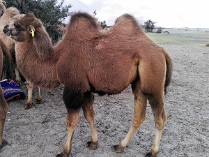 Bactrian Camel, Nubra desert, Ladakh India