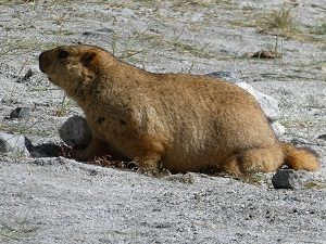 Marmot near Pangong Tso