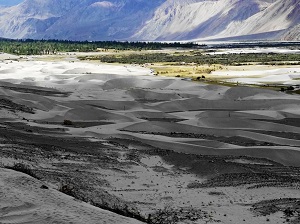 Sasnd Dunes, Nubra Valley, Ladakh, India