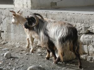 Goats in Padum