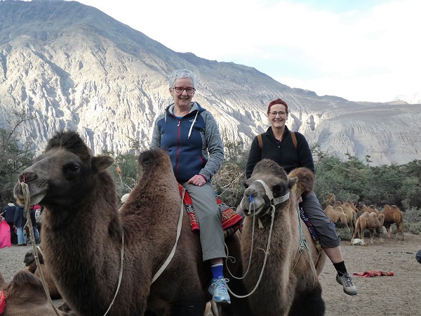 Camels in the nubra Desert