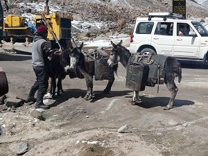 Water carrying donkeys, Chang La Pass