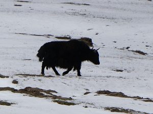 Yak, Ladakh