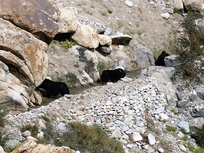 Yaks drinking from the water race