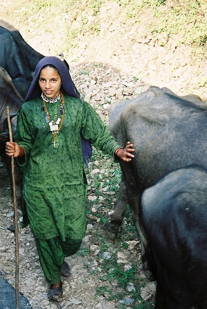 Hill tribe water buffulo herd girl in the Himalayas India 2003