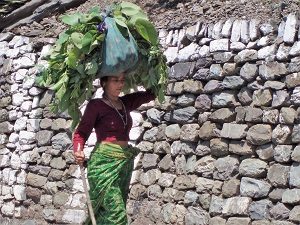 A farming hill tribe woman carrying winter feed for the animals Himalayas India