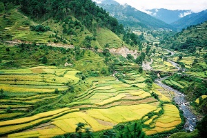 Rice terraces, Himalayas, India, 2003