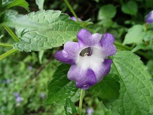 One of the blooms in the Valley of Flowers, India 2006