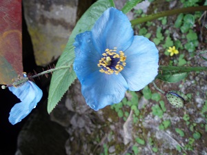 Rare blue Himalayan poppy in the Valley of Flowers India 2006