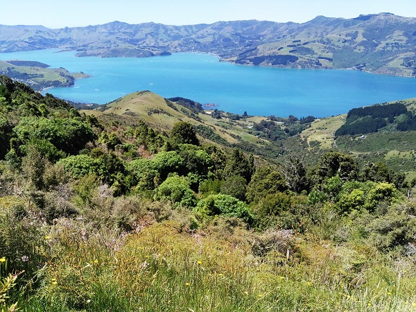 Akaroa Harbour from above Wainui, Banks Peninsula, Canterbury, NZ