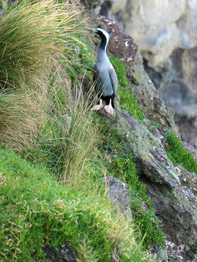 Bird on ledge. Near Boaz Rock Stack, Banks Peninsula, Canterbury, NZ