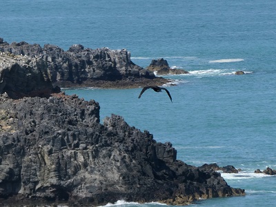 One of the birds flying into its nest