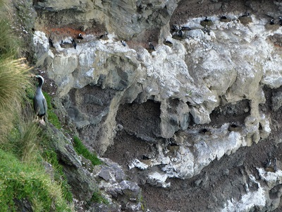 Roosting birds - Near Boaz Stack Rock, Banks Peninsula, Canterbury, NZ