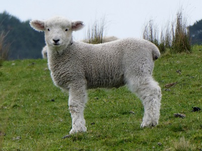 Spring lamb