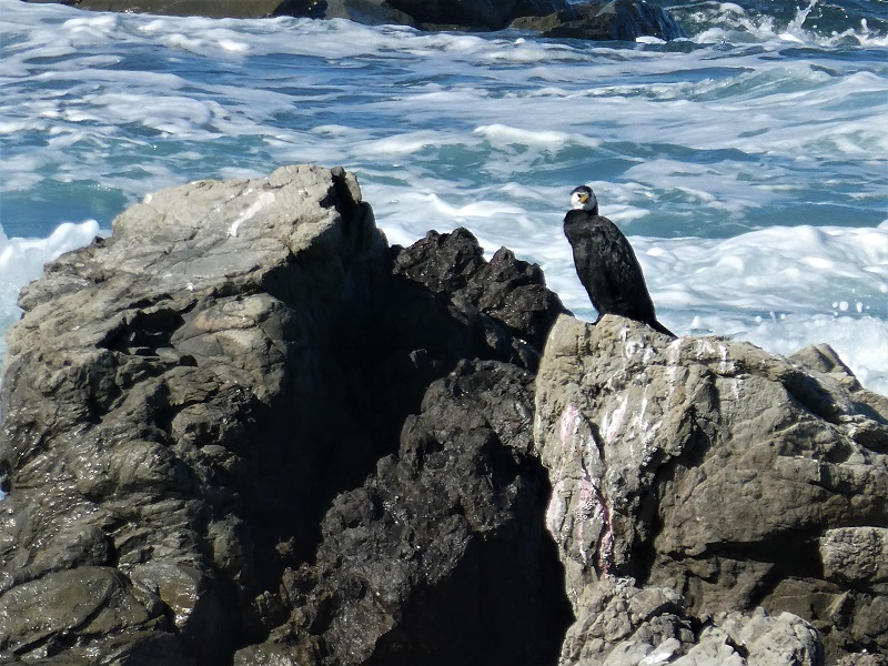 A Sea bird on the rock near Kaikoura