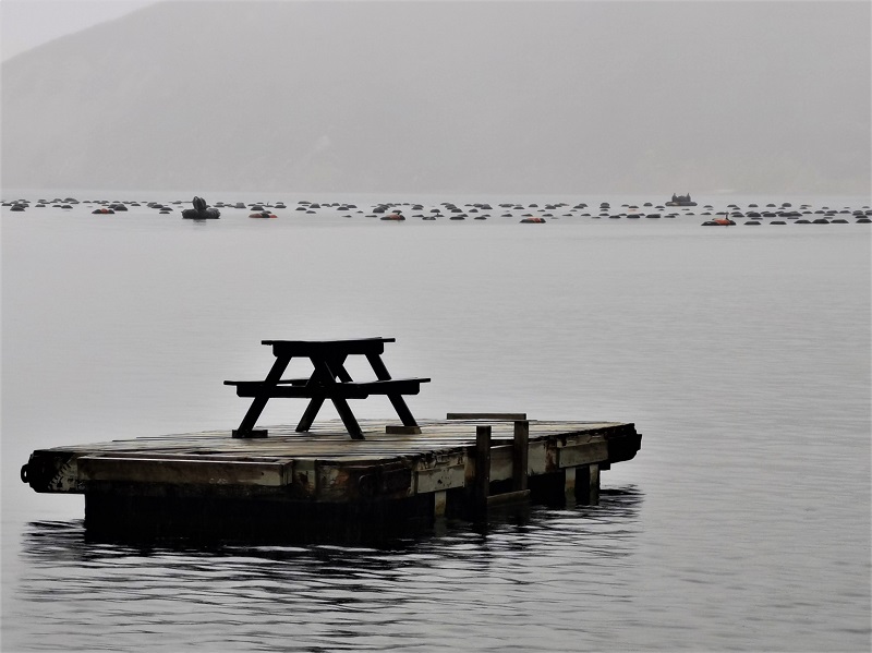 A picnic table on a swimming pontoon with a mussel farm amidst the misty hills