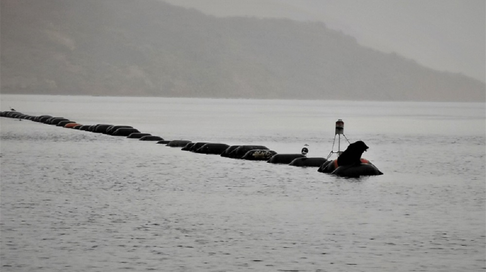 A seal sits on the buoy of a mussel farm