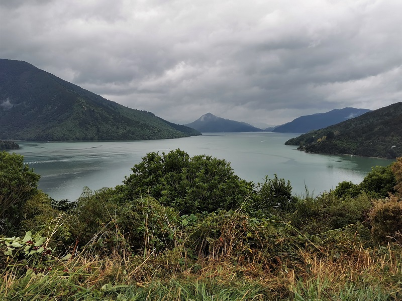 The view up Mahau Sound from the road to Linkwater 