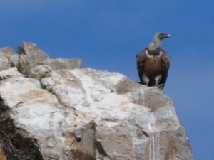 A bird of prey in the Parque Nacional de Monfrgüe