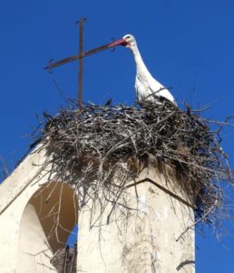 A stork nesting on the steeple of the church of the Santa Maria de la Blanca