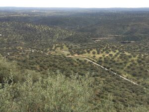 A view over the olive groves from the heights of the Castillo de Monfragüe