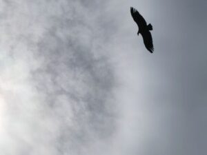 A vulture in the sky as seen from the Castillo de Monfragüe
