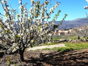 Beautiful white blossoms beyond a small white village with orange roof tiled houses Valle de Jerte