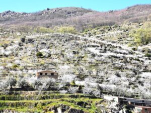Blossoms on the hillside in Valle de Jerte