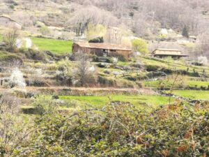 Blossoms on the hillside near Garganta la Olla