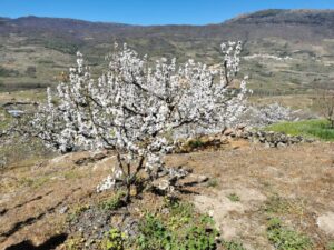 Cherry blossoms high on the hills above the Valle de Jerte