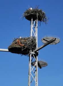 Nesting storks