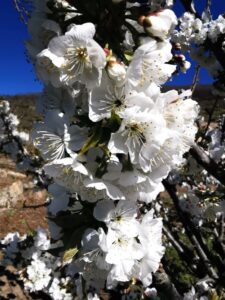 The beautiful blossom in the Valle de Jerte