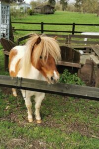 A minature horse at the riding stables in Norfolk