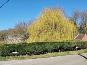 A weeping willow in the Norfok countryside
