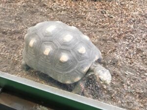 A Tortoise at Bergen Aquarium