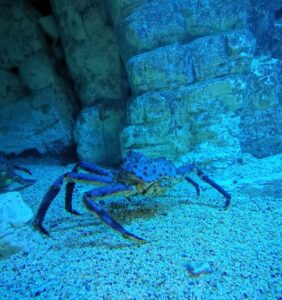 A crab in the Bergen Aquarium