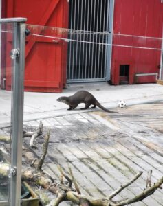 An Otter in the enclosure playing with a ball