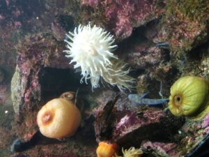An underwater wonderland at Bergen Aquarium