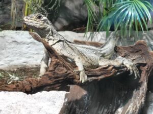 Another Iguana at Bergen Aquarium