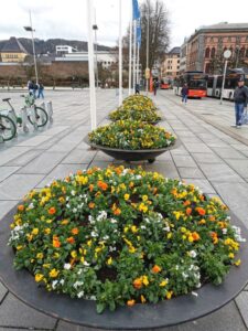 Beautiful spring flowers in the city centre, Bergen