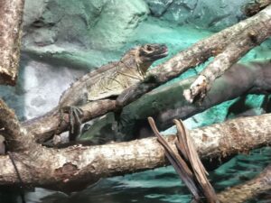 Iguana at Bergen Aquarium