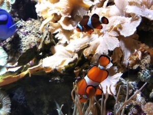 More tropical fish in the Bergen aquarium