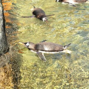 Penguin's swimming at the Bergen Aquarium