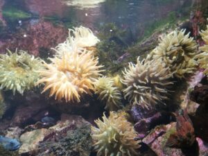 Sea creatures in the Bergen Aquarium