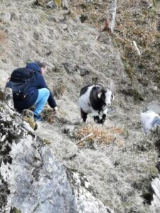 Tor engaging with the Cashmere goats on Mt Fløyen