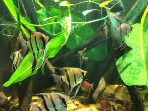 Tropical angel fish in the Bergen aquarium