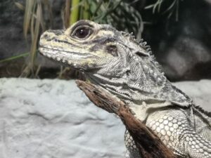 Up close to an Iguana at Bergen Aquarium