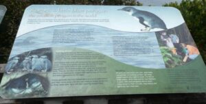 An information board on the Little Blue Penguin's at Acker's Point