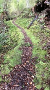 A path through the natural forest on the Garden mound track